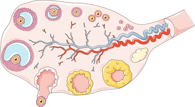follicular tracking folliculometry