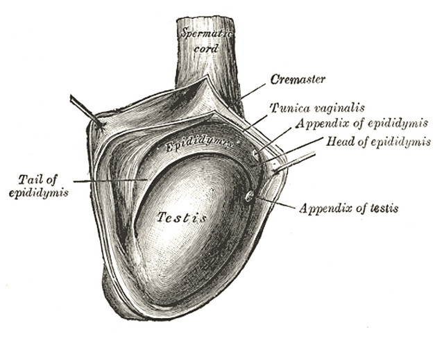 What to Expect During a Scrotal Ultrasound Scan at Mascot Healthcare, Lagos